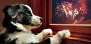 Noticias:. Consejos para disfrutar de una Fiesta de la Pirotecnia sin estrés para las mascotas