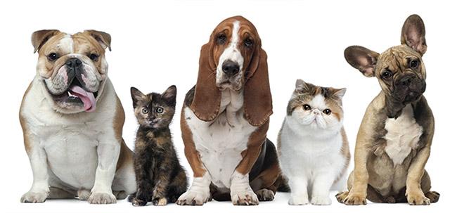Noticias:: Pinto ofrece una Jornada canina sobre “Tenencia Responsable de Animales”
