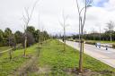 Noticias:: El Ayuntamiento de Pinto promueve la plantación de más de 200 nuevos árboles en La Tenería